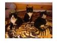 3 black and white female British short hair kittens.....