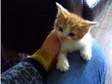 one cute ginger and white boy kitten (£100). last boy....