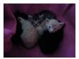 Two beautiful kittens for sale. i have two lovely....