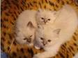 Beautiful Birman Kittens - Ready 23rd December. We have....