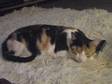 Toffee - Tortoise Shell 2y/o Female Loving Home Wanted...