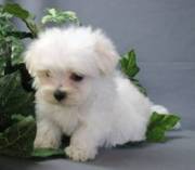 Teacup Maltese puppy for sale
