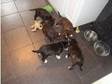 staff pups ready 1st nov 09. chunky Dogs (£250). hi i....
