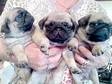 Pug Puppies,  fawn with black masks,  KC registered,  6....