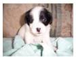 5 black and white jack russell pups.2 boys and 3....