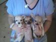 Chihuahua Puppies,  They're so cute,  stunning smooth coat....