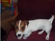 Jack Russell puppy male 3 months old named Charlie, ....