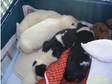english bull terriers pedigree pups for sale (£700).....