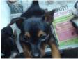 5 x patterdale x jack russell pups
