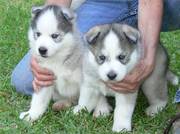 Siberian Huskies puppies For Adoption