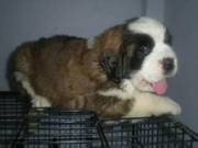 Cute & Affectionate Saint Bernard Puppies For Sale