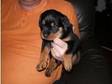 rottweiler pup for sale (£350). great pup from a very....