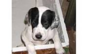 lovely and cute English Pointer Puppies for sale