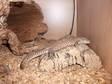 Spiny Tailed Monitor Female Needs New Home